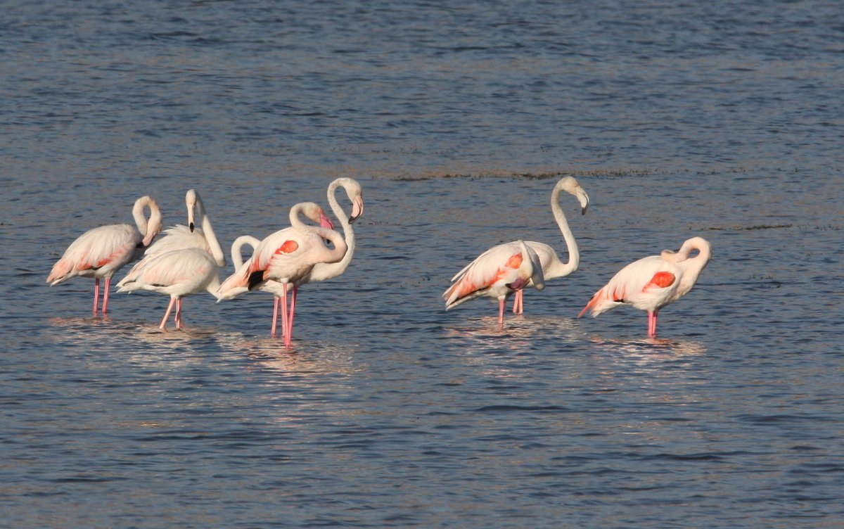 Greater Flamingo (Phoenicopterus roseus)