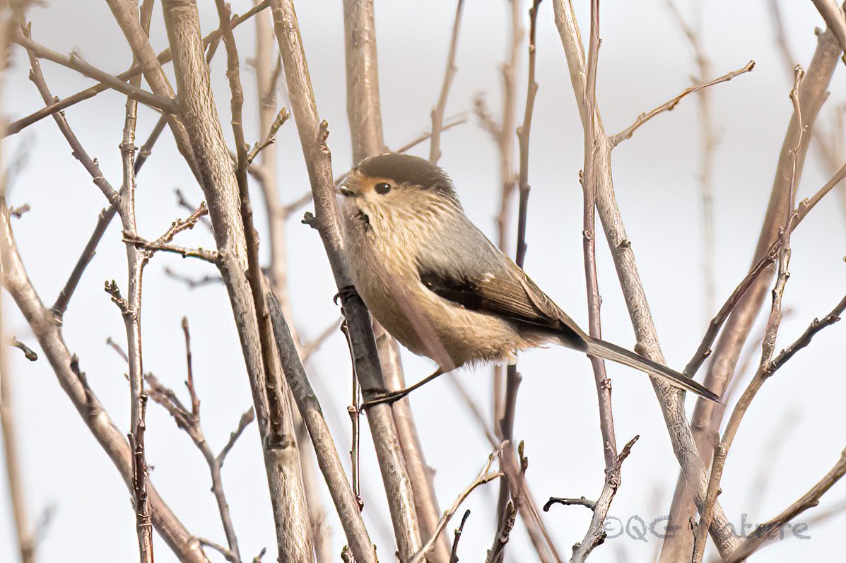 Silver-throated Bushtit (Aegithalos glaucogularis)