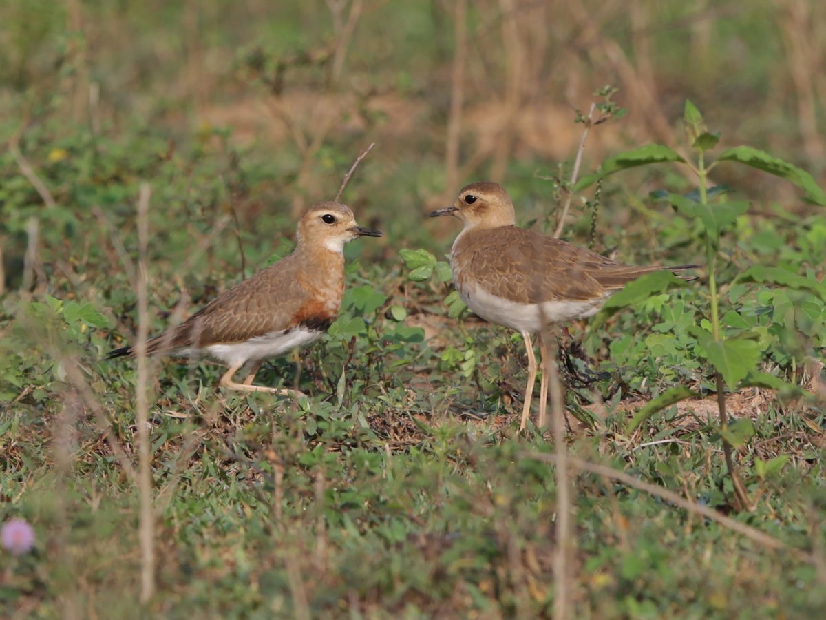 Oriental Plover (Anarhynchus veredus)