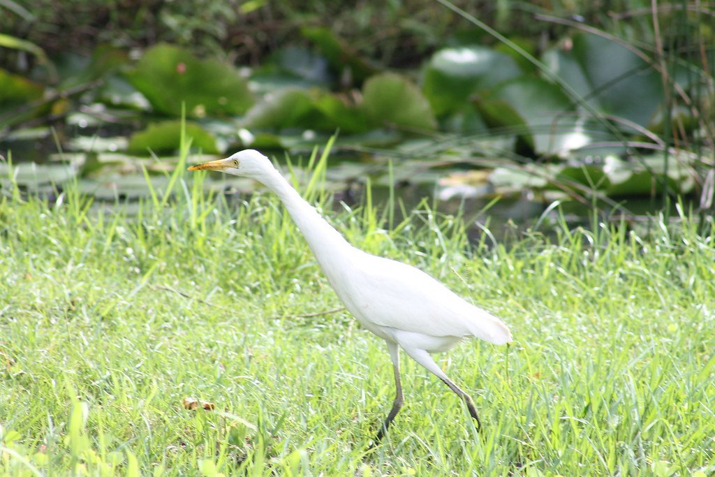 牛背鹭 (Ardea coromanda)