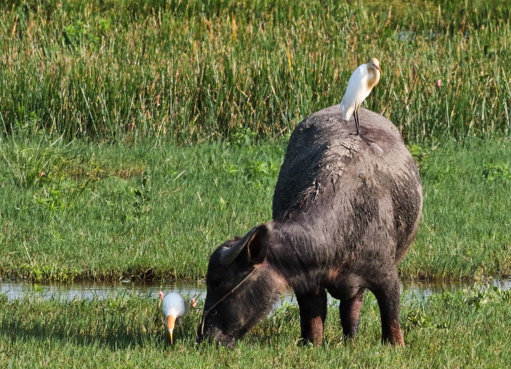 牛背鹭 (Ardea coromanda)