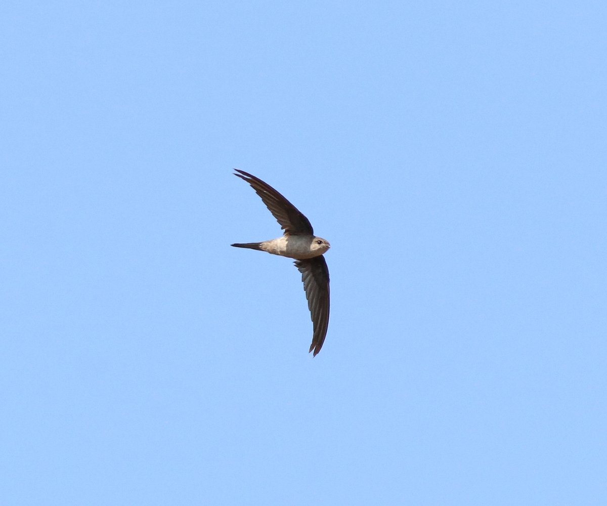 Asian Palm Swift (Cypsiurus balasiensis)