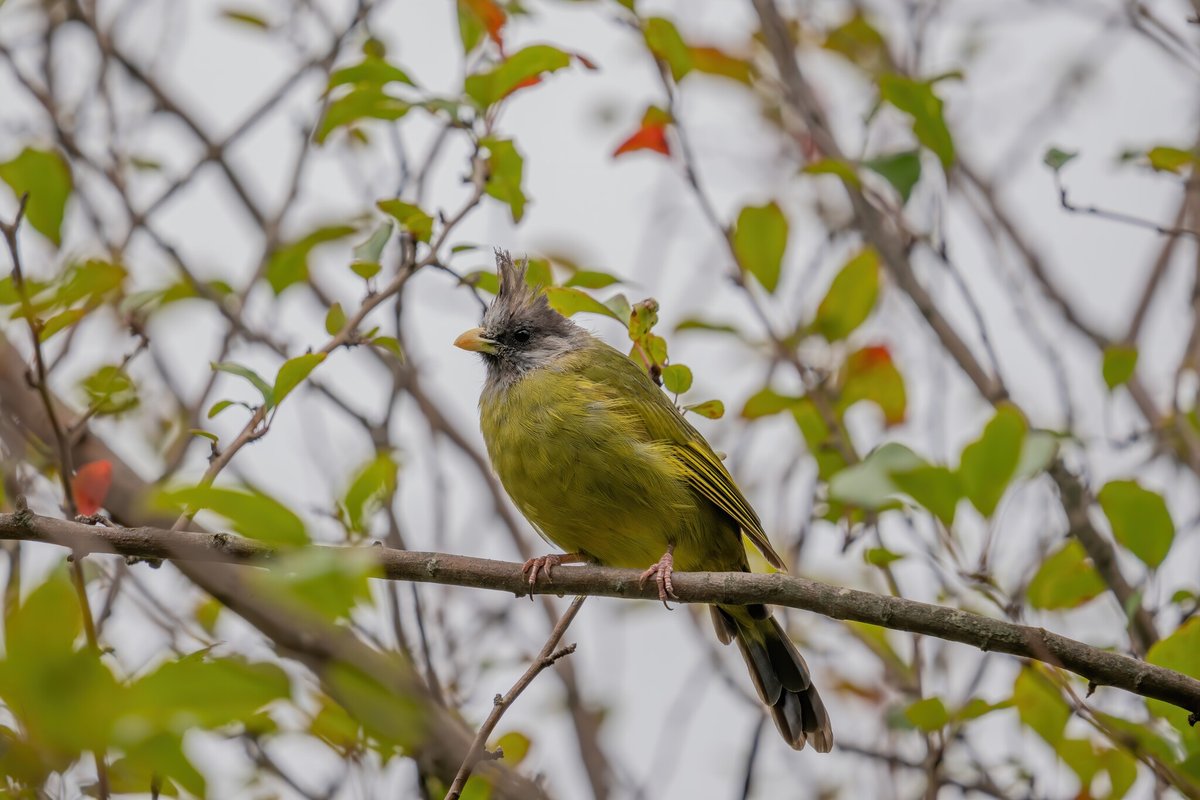 凤头雀嘴鹎 (Spizixos canifrons)