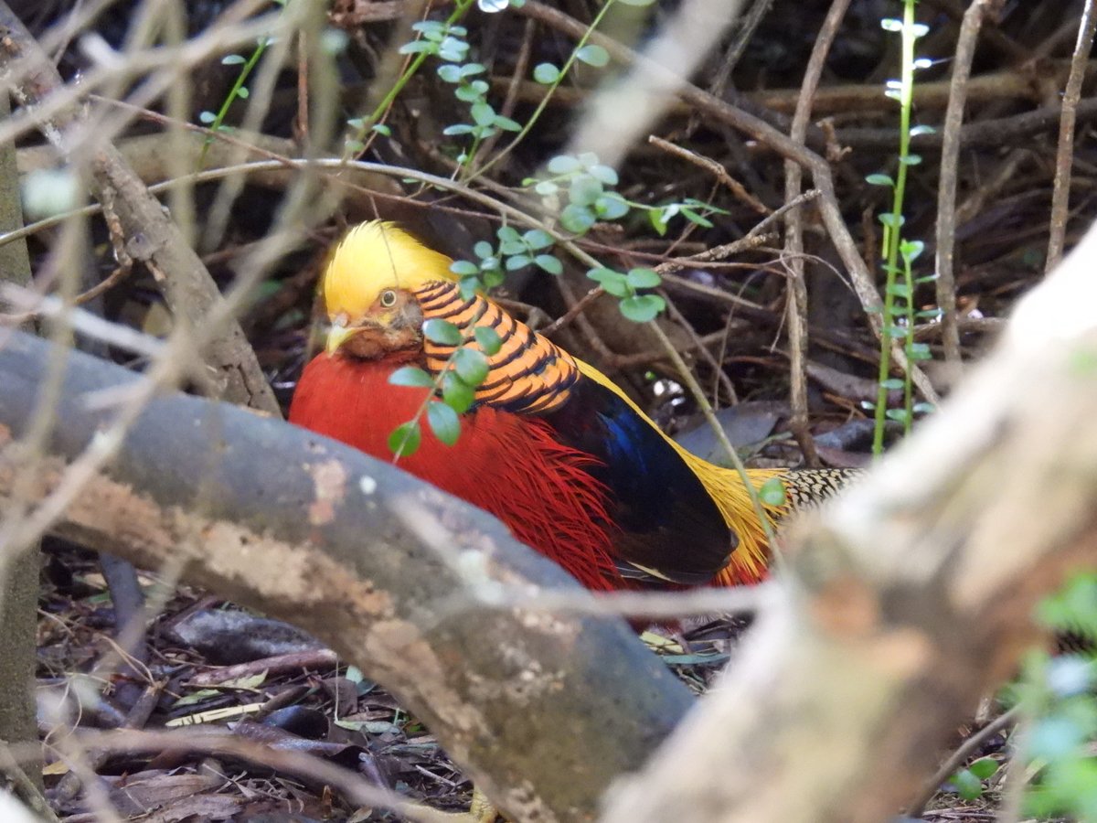 红腹锦鸡 (Chrysolophus pictus)