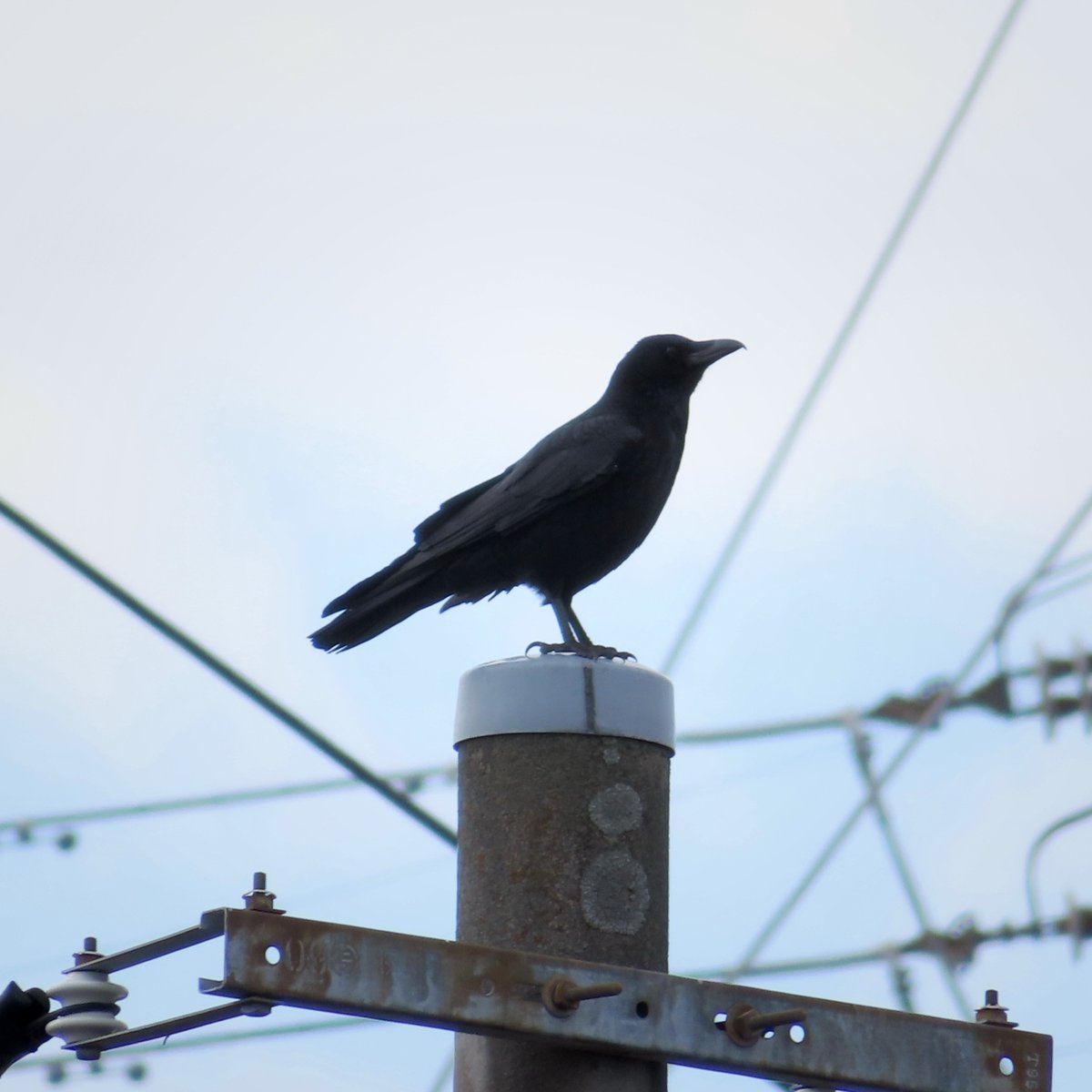 小嘴乌鸦 (Corvus corone)