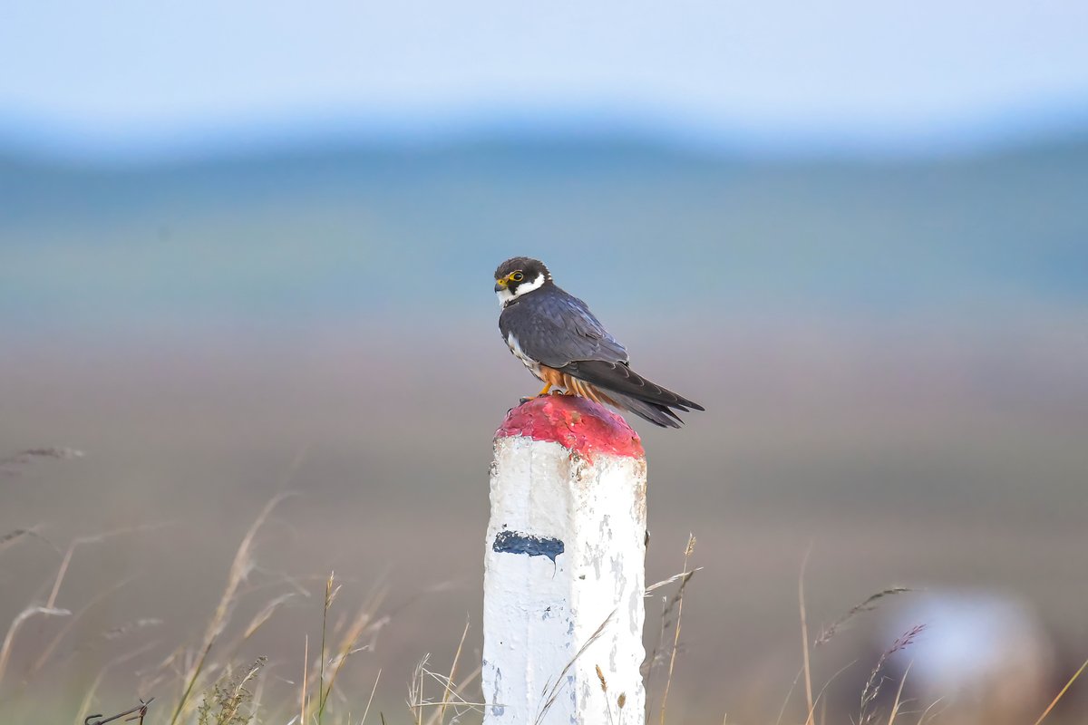 Eurasian Hobby (Falco subbuteo)