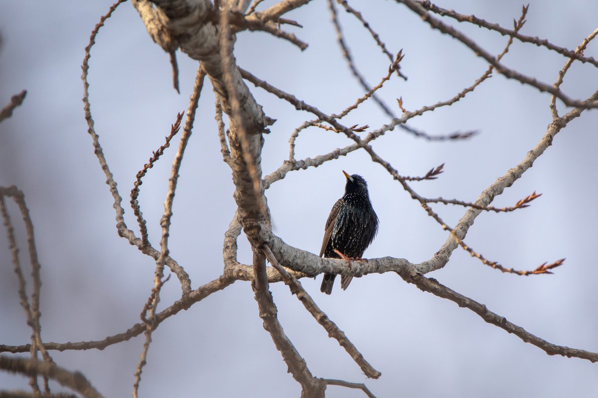 Common Starling (Sturnus vulgaris)