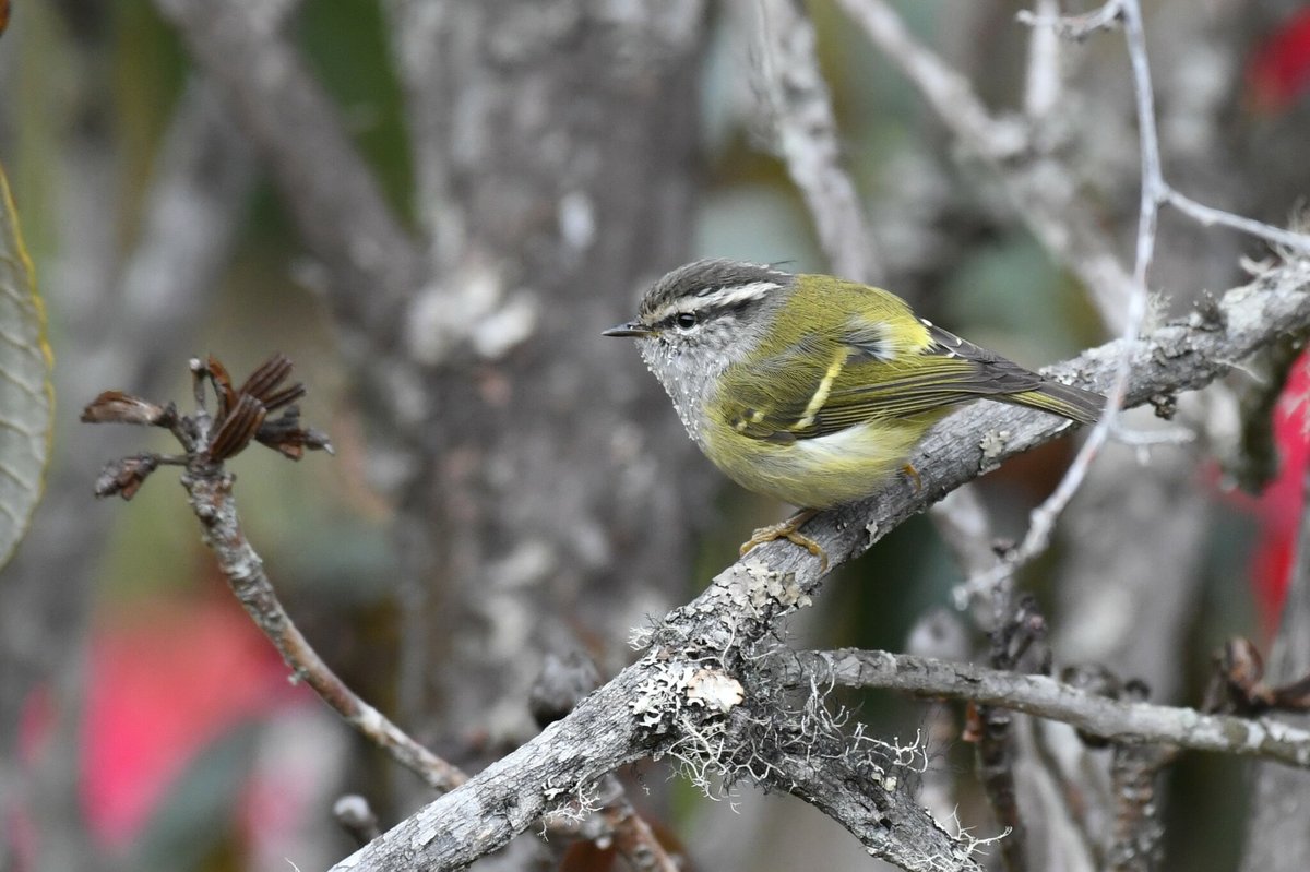 Ashy-throated Warbler (Phylloscopus maculipennis)