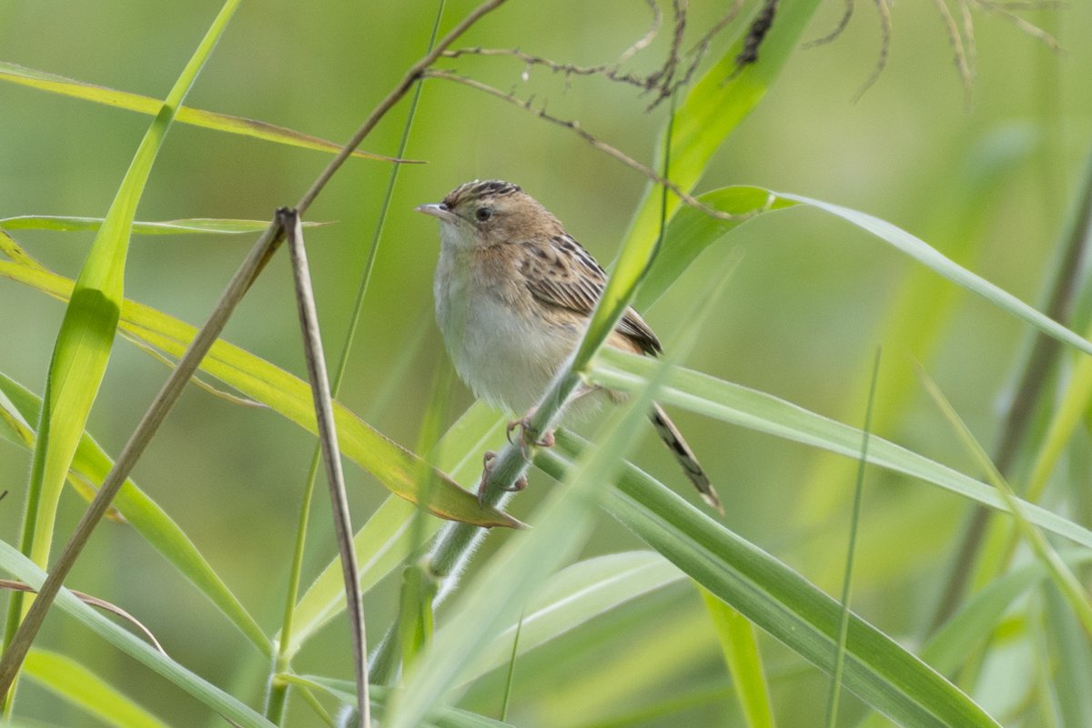 棕扇尾莺 (Cisticola juncidis)