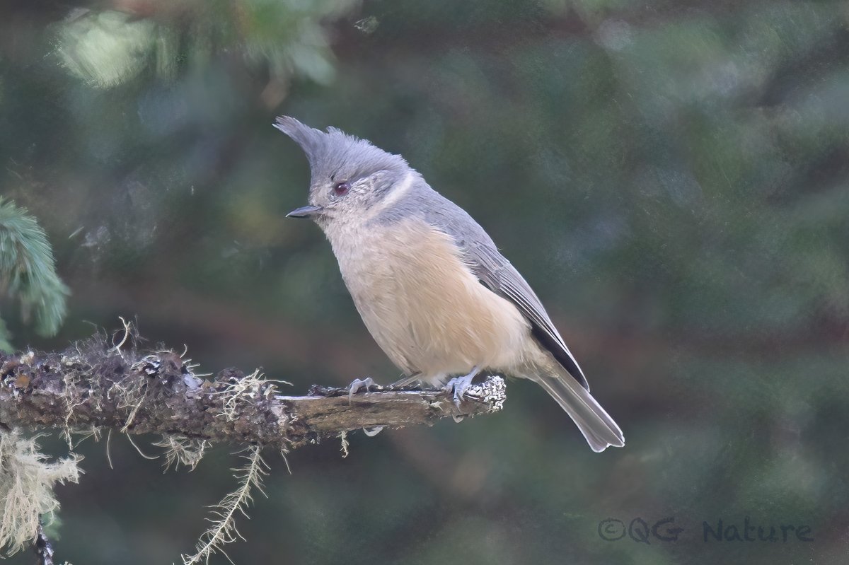 Grey-crested Tit (Lophophanes dichrous)