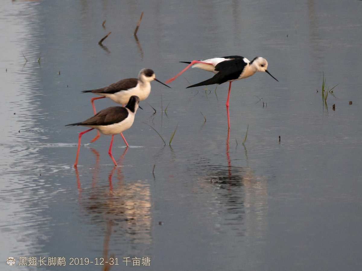Black-winged Stilt (Himantopus himantopus)