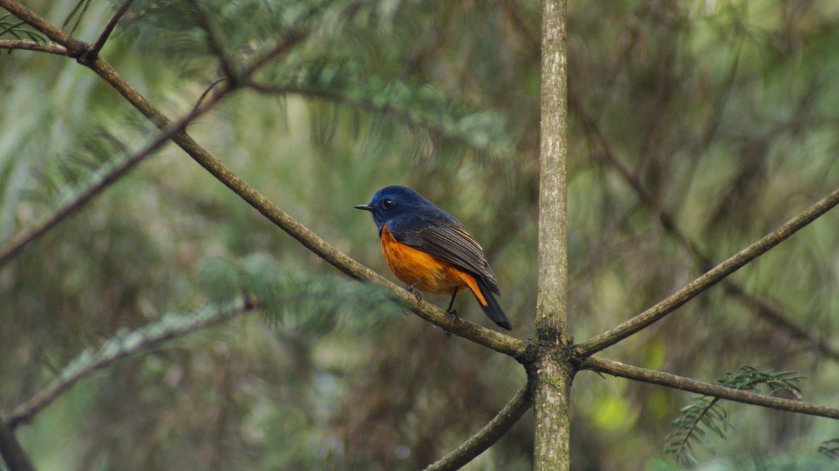 Blue-fronted Redstart (Phoenicurus frontalis)