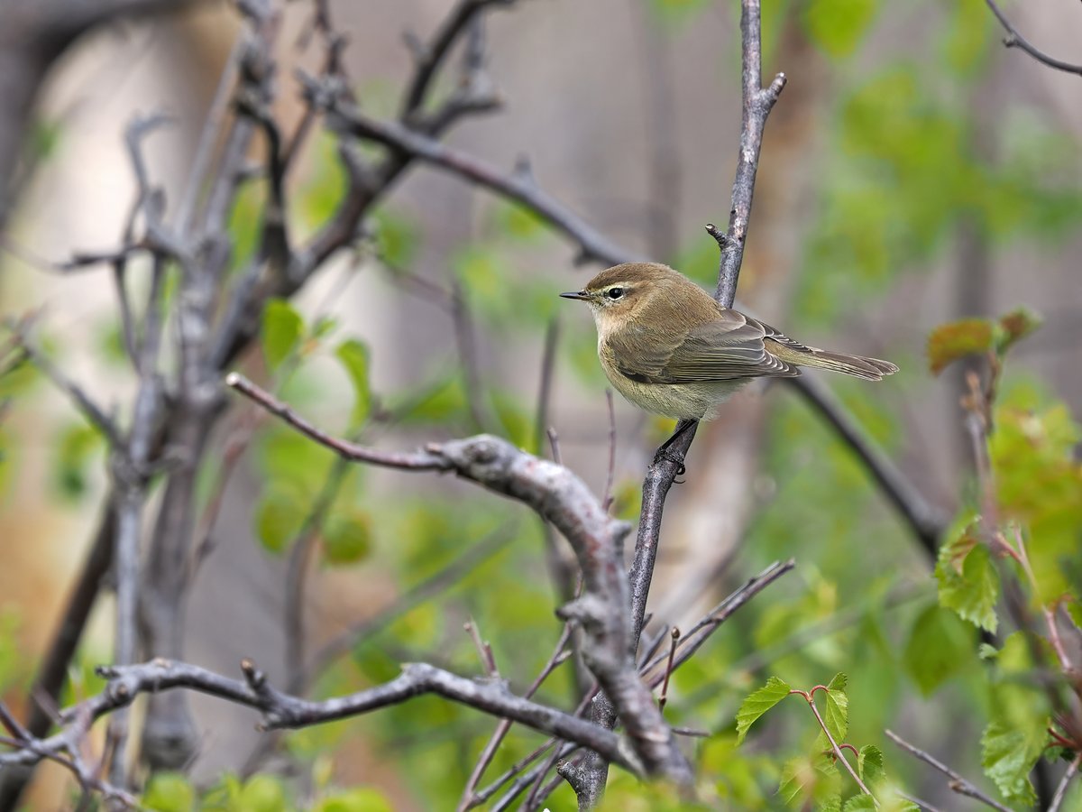 中亚叽喳柳莺 (Phylloscopus sindianus)