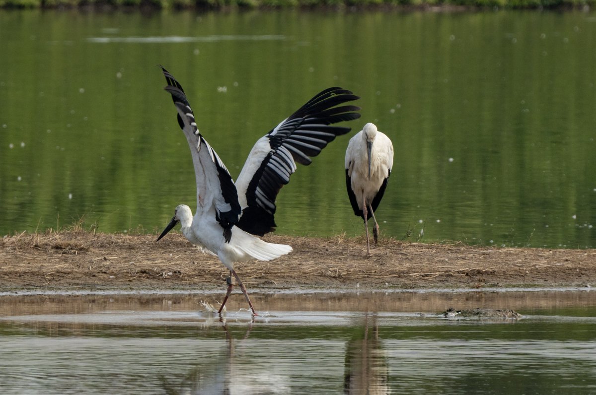Oriental Stork (Ciconia boyciana)