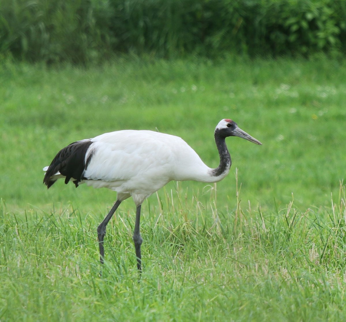 Red-crowned Crane (Grus japonensis)