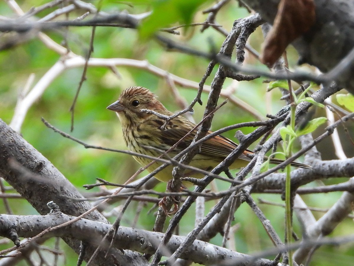 栗鹀 (Emberiza rutila)
