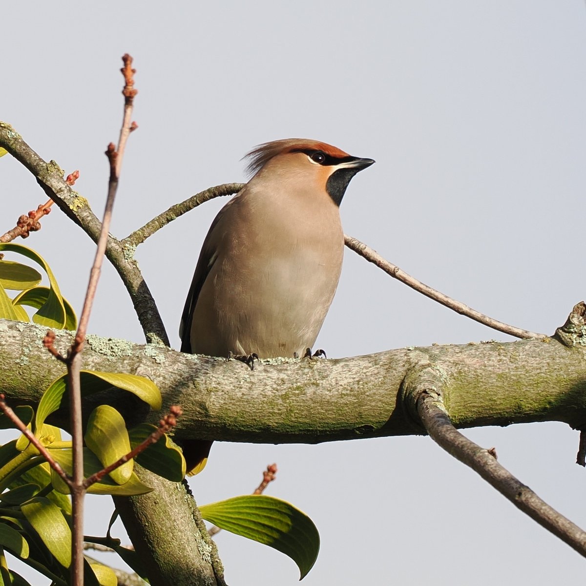 Bohemian Waxwing (Bombycilla garrulus)