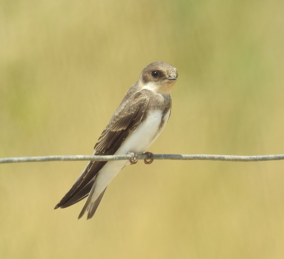 Sand Martin (Riparia riparia)