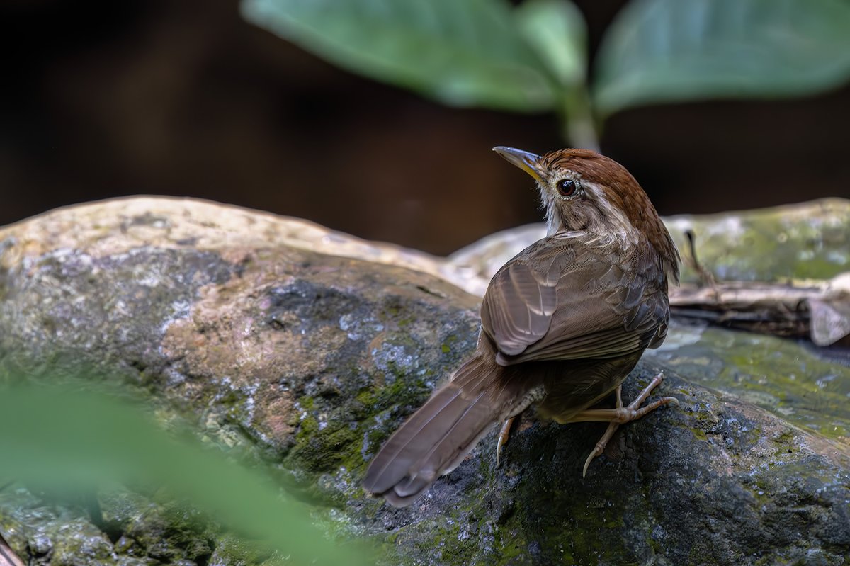 棕头幽鹛 (Pellorneum ruficeps)