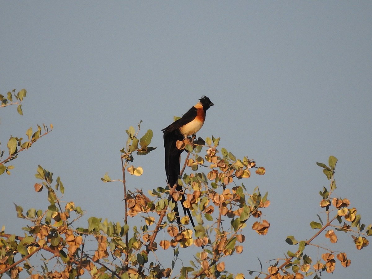 乐园维达雀 (Vidua paradisaea)