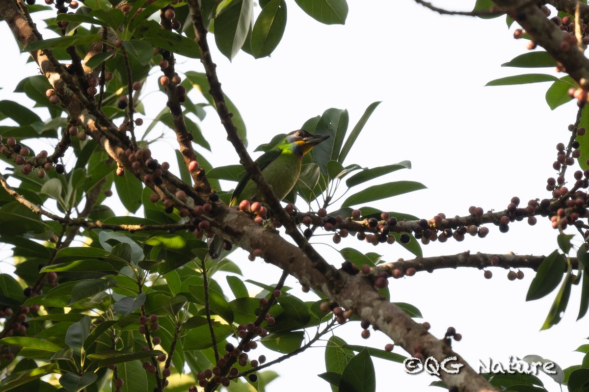 Chinese Barbet (Psilopogon faber)