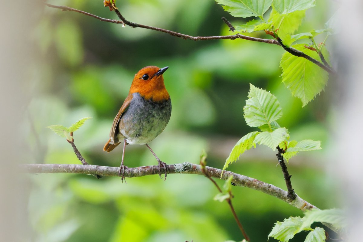 Japanese Robin (Larvivora akahige)