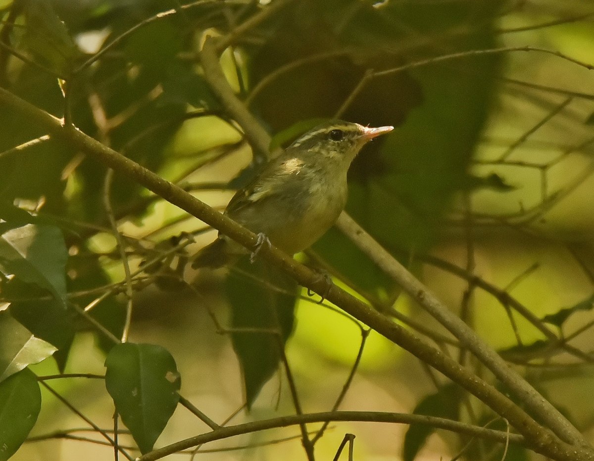 Large-billed Leaf Warbler (Phylloscopus magnirostris)
