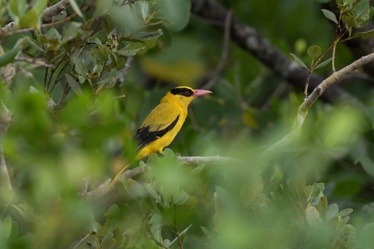 Black-naped Oriole (Oriolus chinensis)