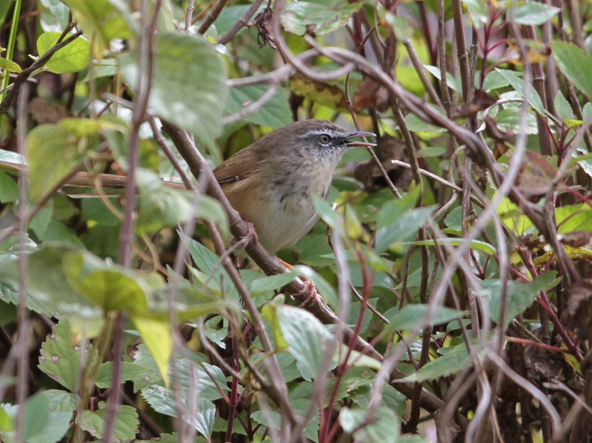 白喉山鹪莺 (Prinia superciliaris)