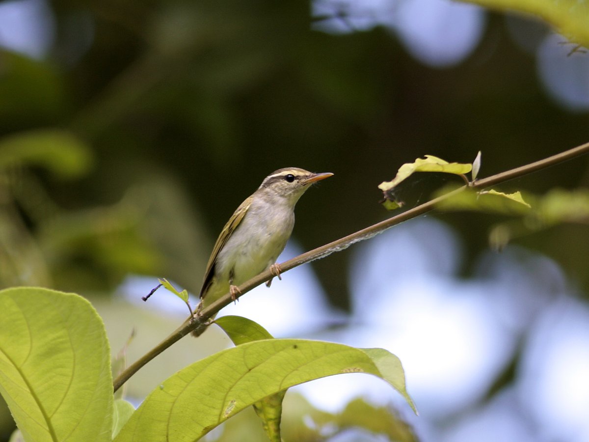 Arctic Warbler (Phylloscopus borealis)
