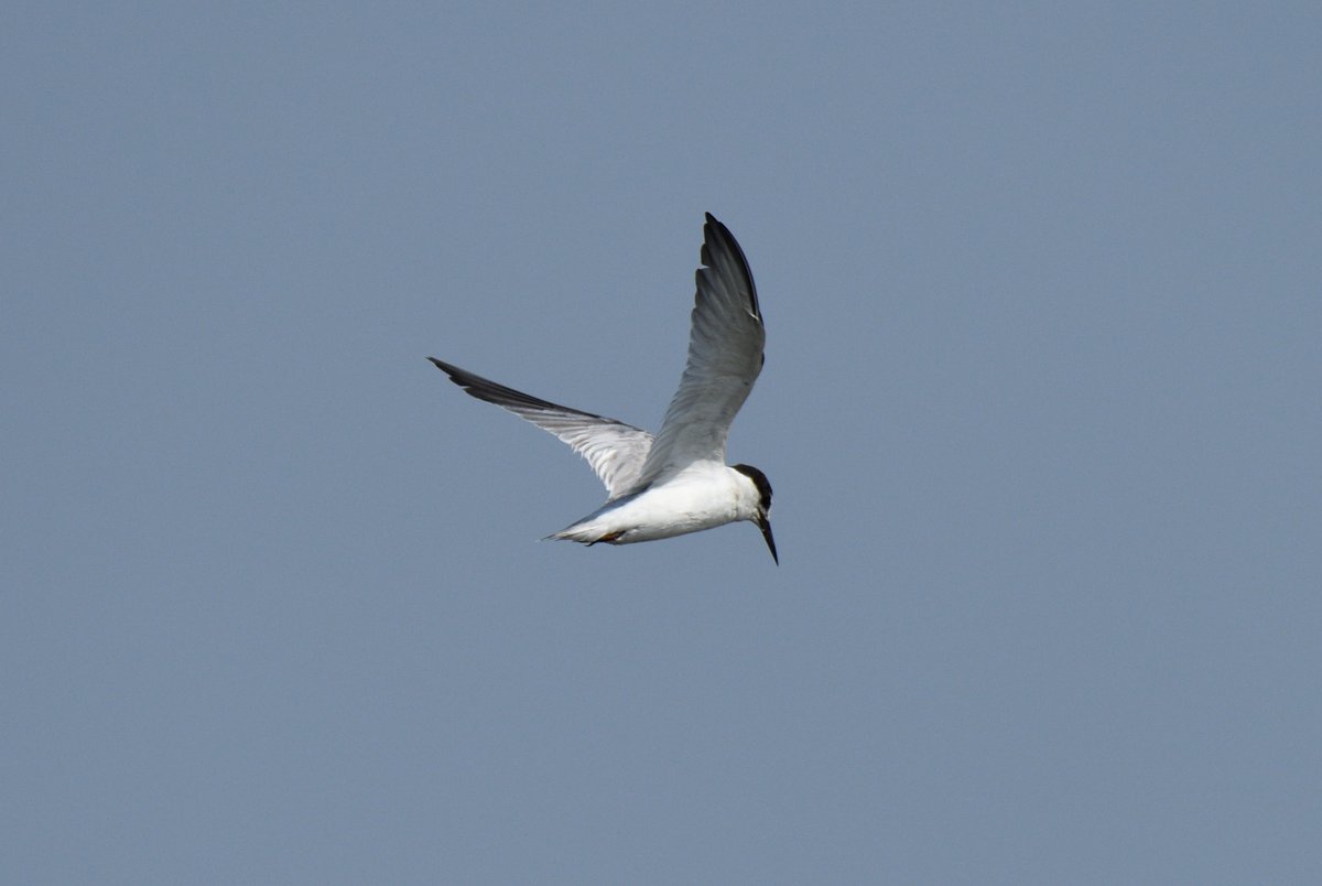 Little Tern (Sternula albifrons)