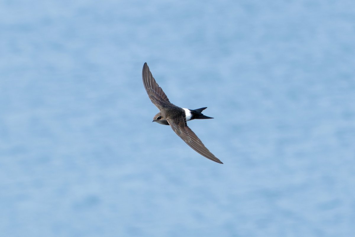 Fork-tailed Swift (Apus pacificus)
