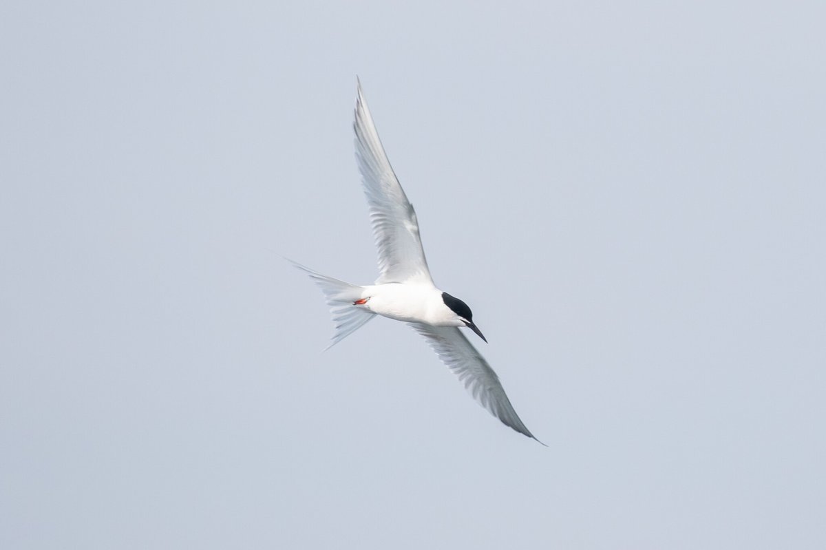 Roseate Tern (Sterna dougallii)