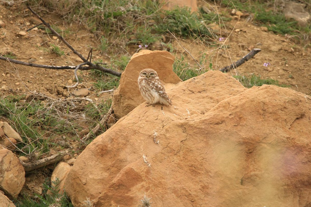 纵纹腹小鸮 (Athene noctua)