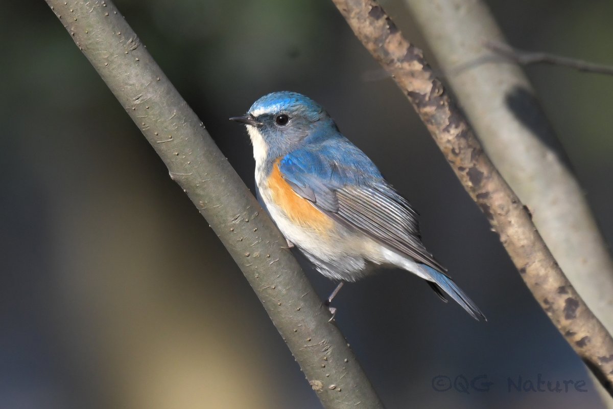 Red-flanked Bluetail (Tarsiger cyanurus)