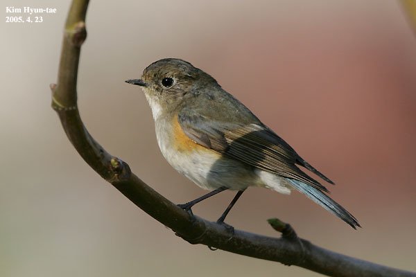 Red-flanked Bluetail (Tarsiger cyanurus)