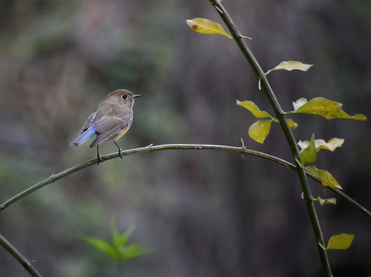 Red-flanked Bluetail (Tarsiger cyanurus)