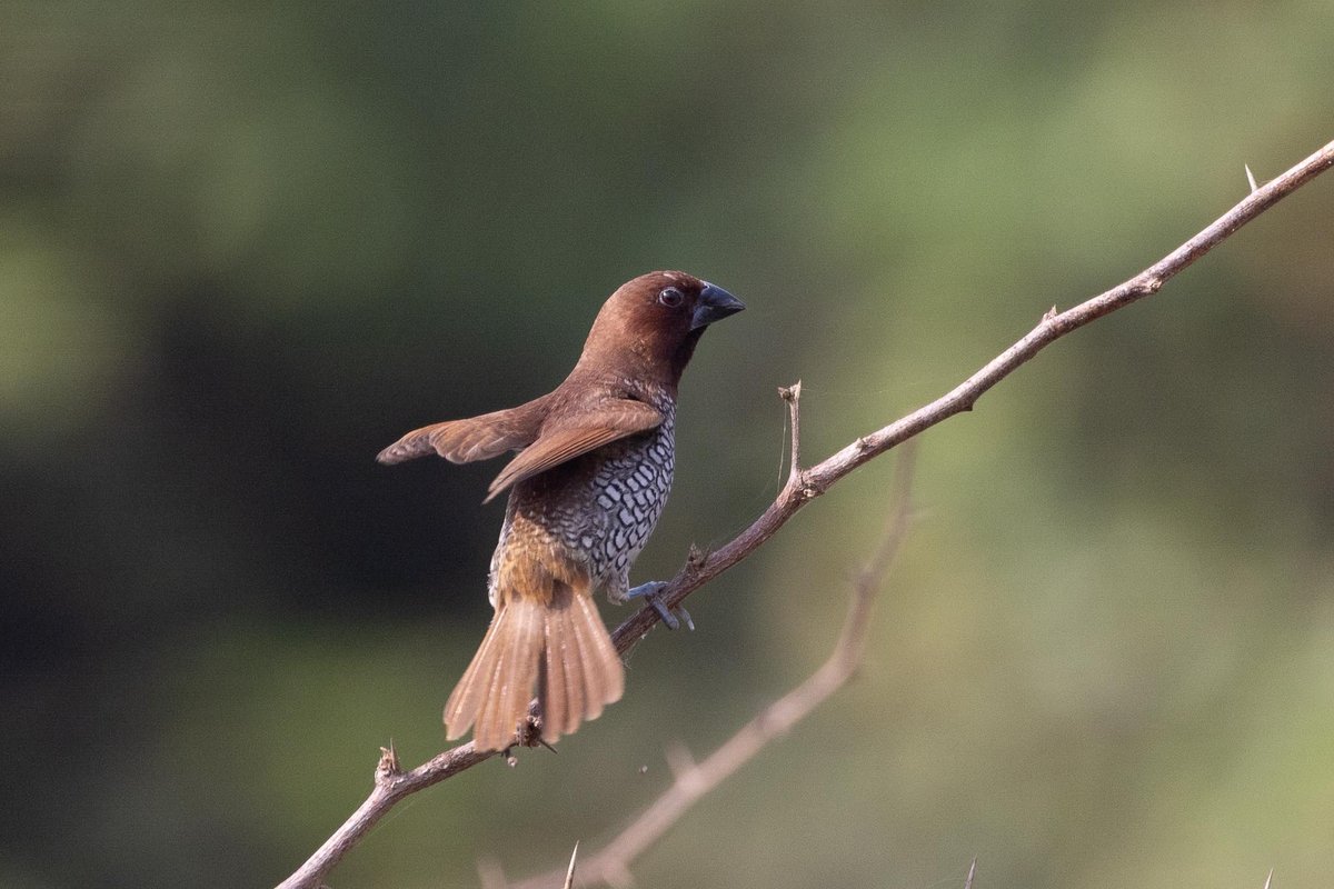 斑文鸟 (Lonchura punctulata)