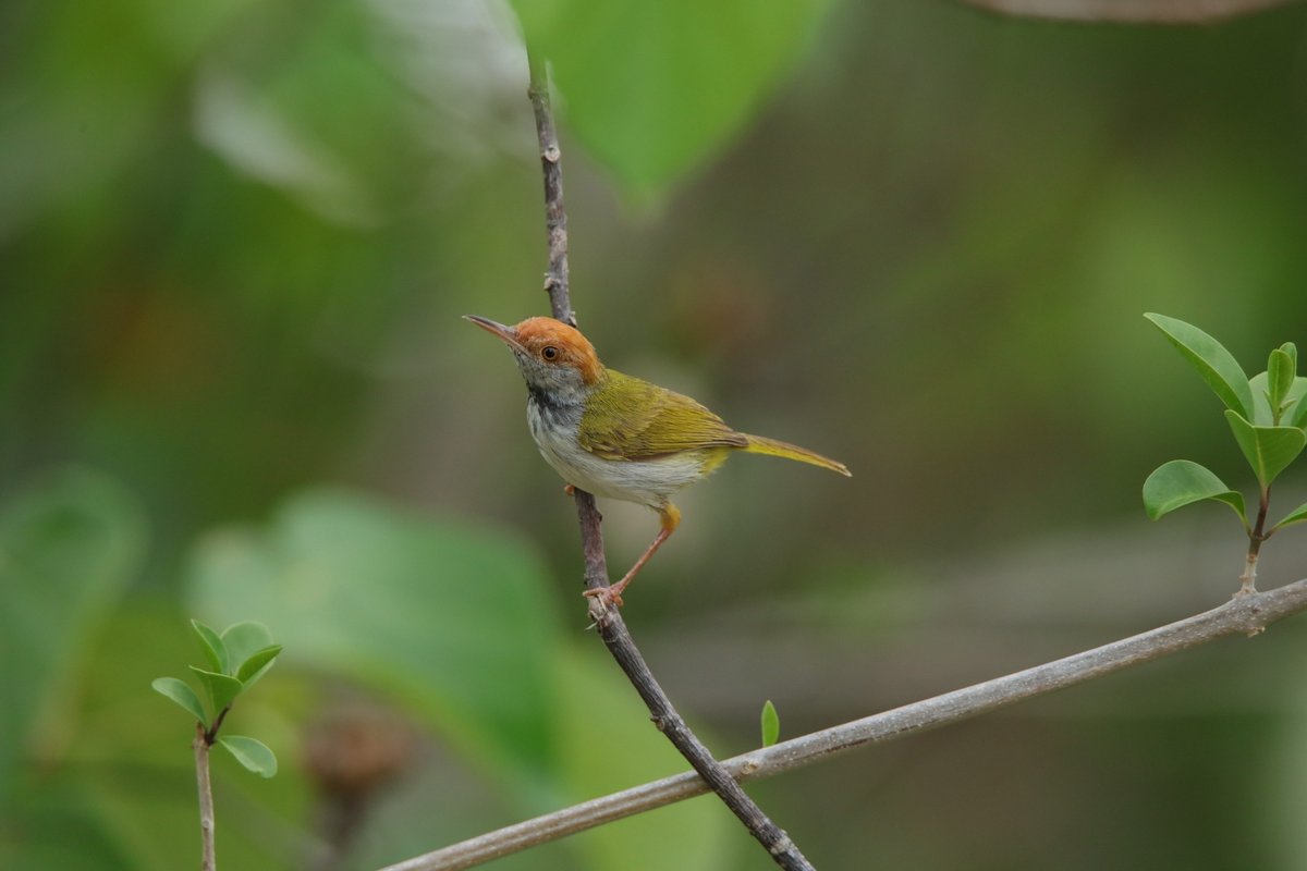 Dark-necked Tailorbird (Orthotomus atrogularis)