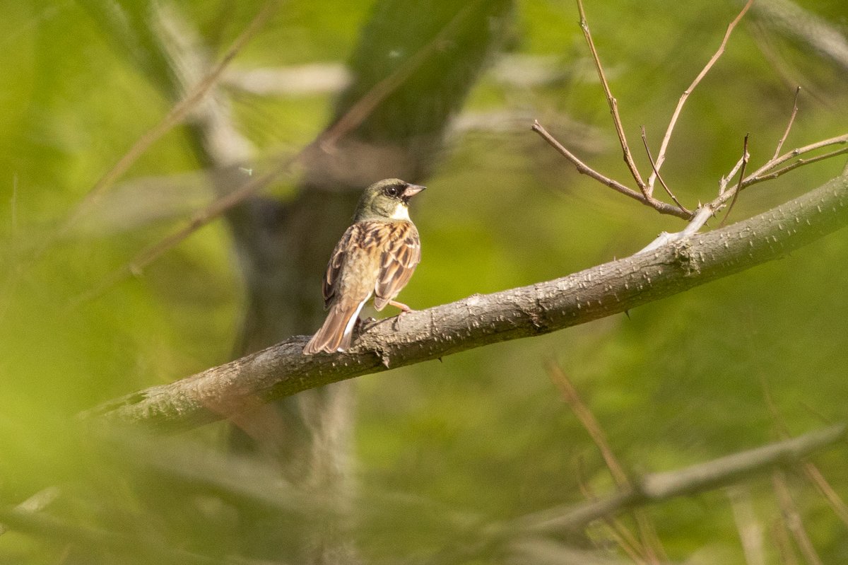 日本灰头鹀 (Emberiza personata)