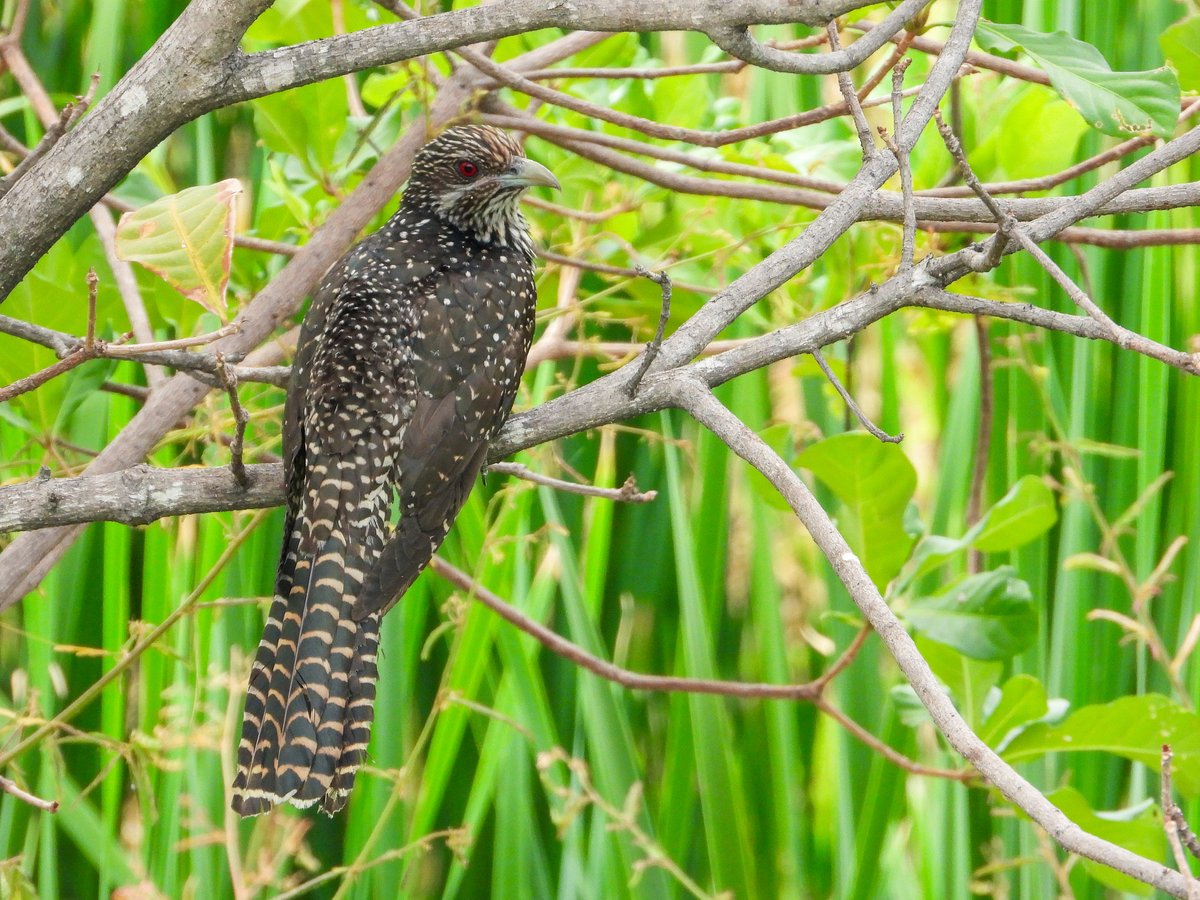 噪鹃 (Eudynamys scolopaceus)