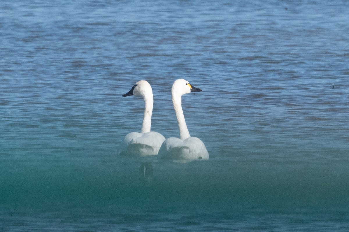 Tundra Swan (Cygnus columbianus)