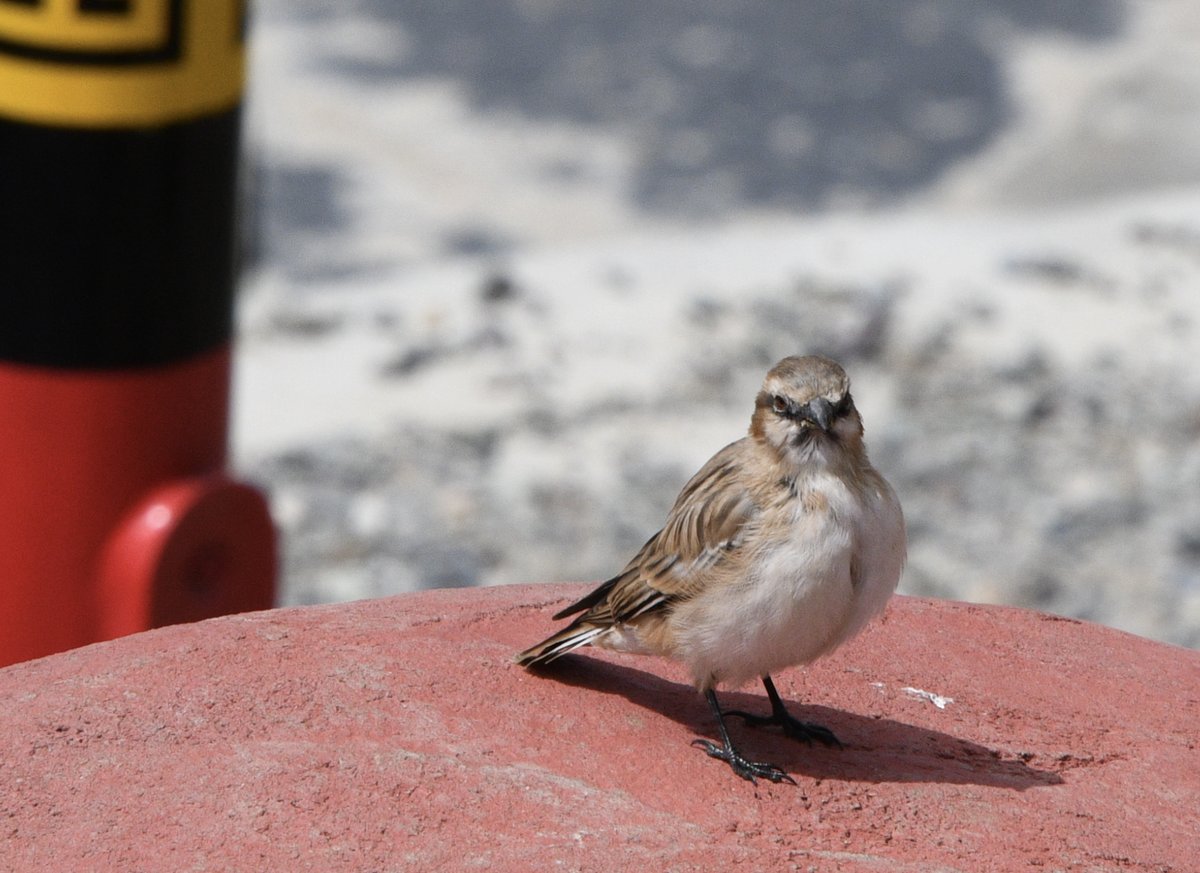 Rufous-necked Snowfinch (Pyrgilauda ruficollis)