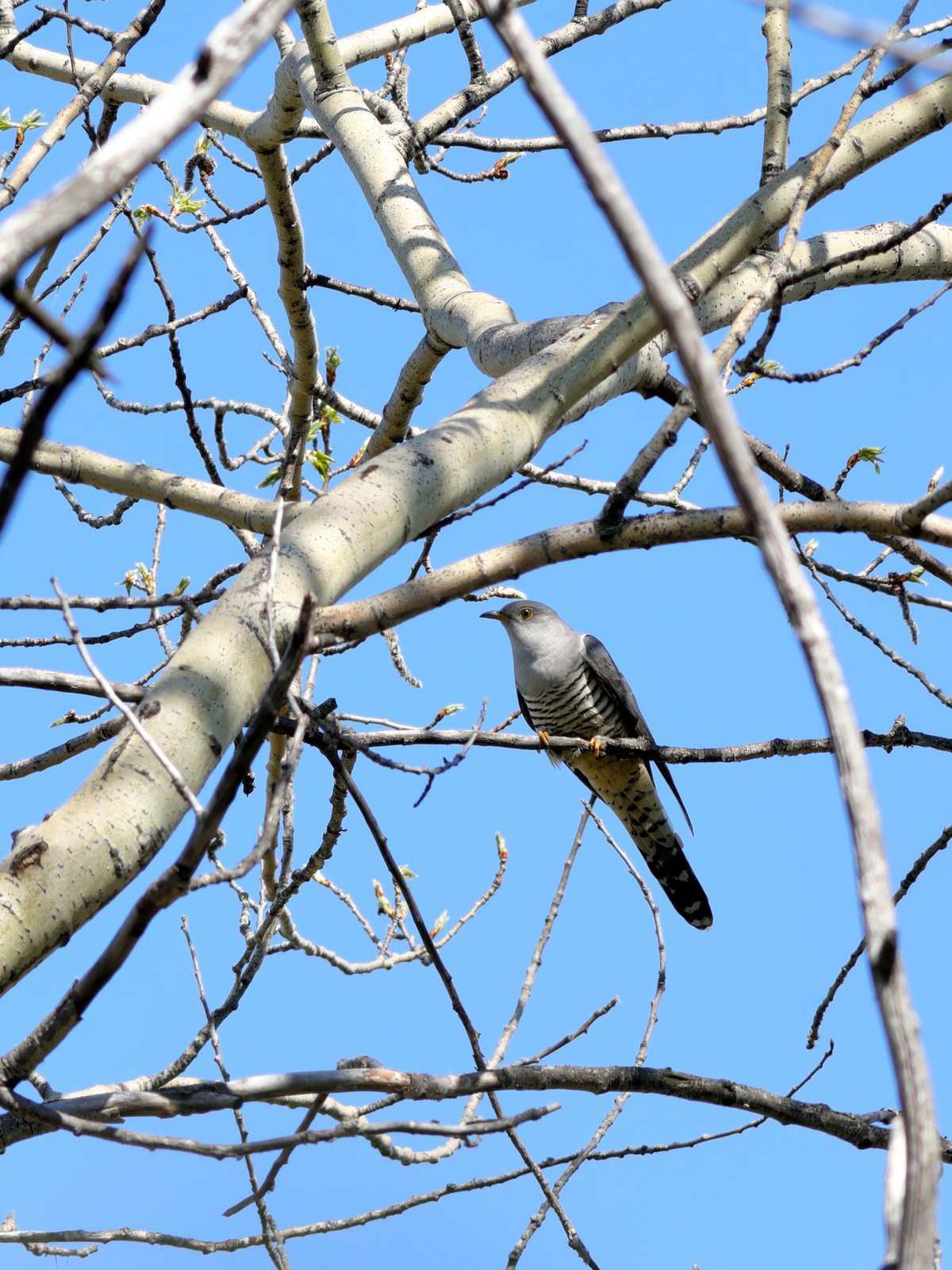 Oriental Cuckoo (Cuculus optatus)
