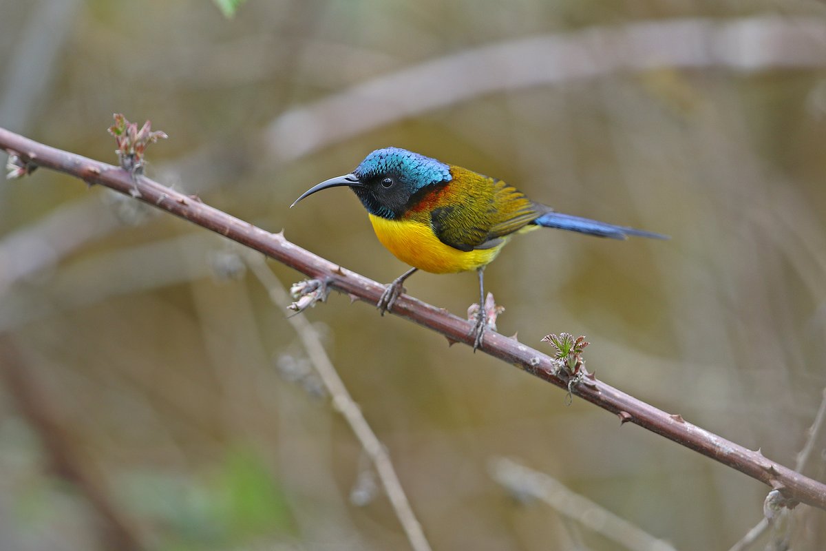 Green-tailed Sunbird (Aethopyga nipalensis)
