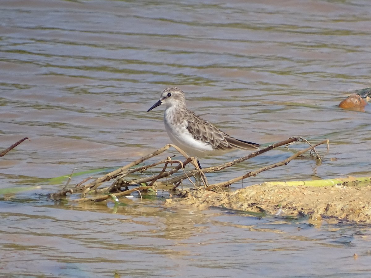 小滨鹬 (Calidris minuta)