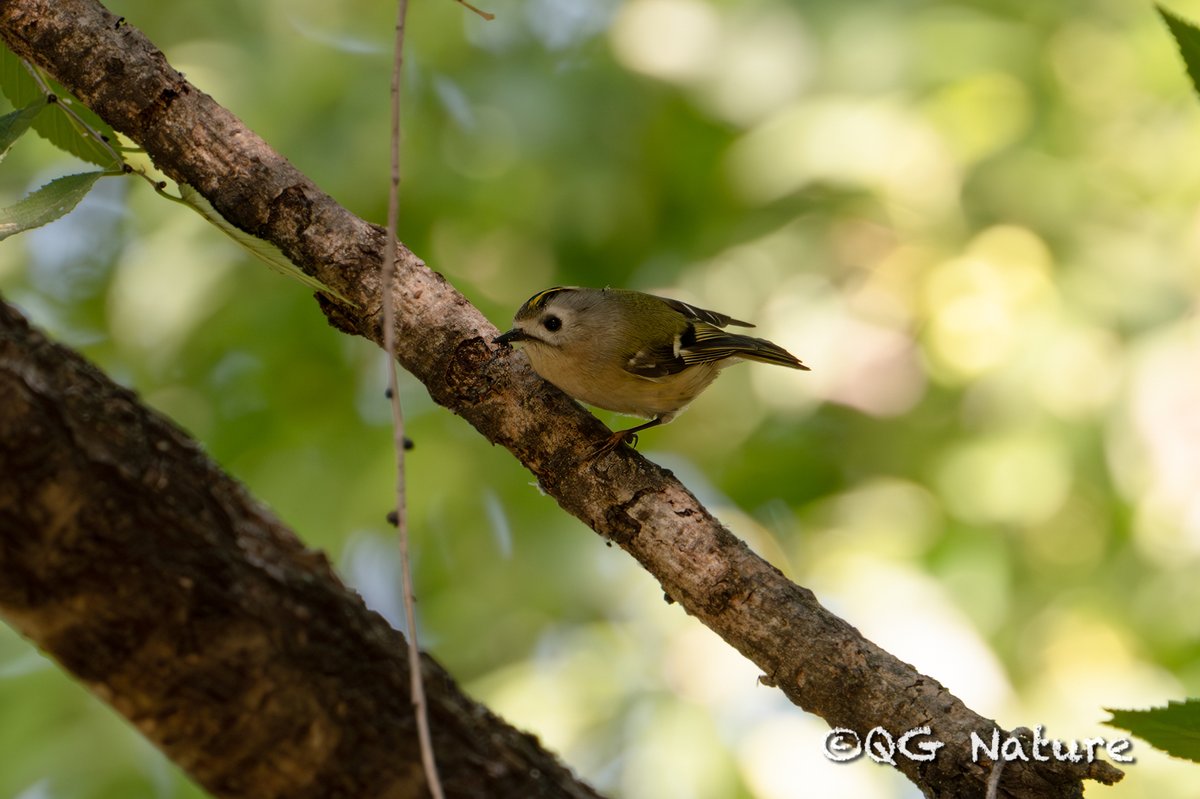 Goldcrest (Regulus regulus)