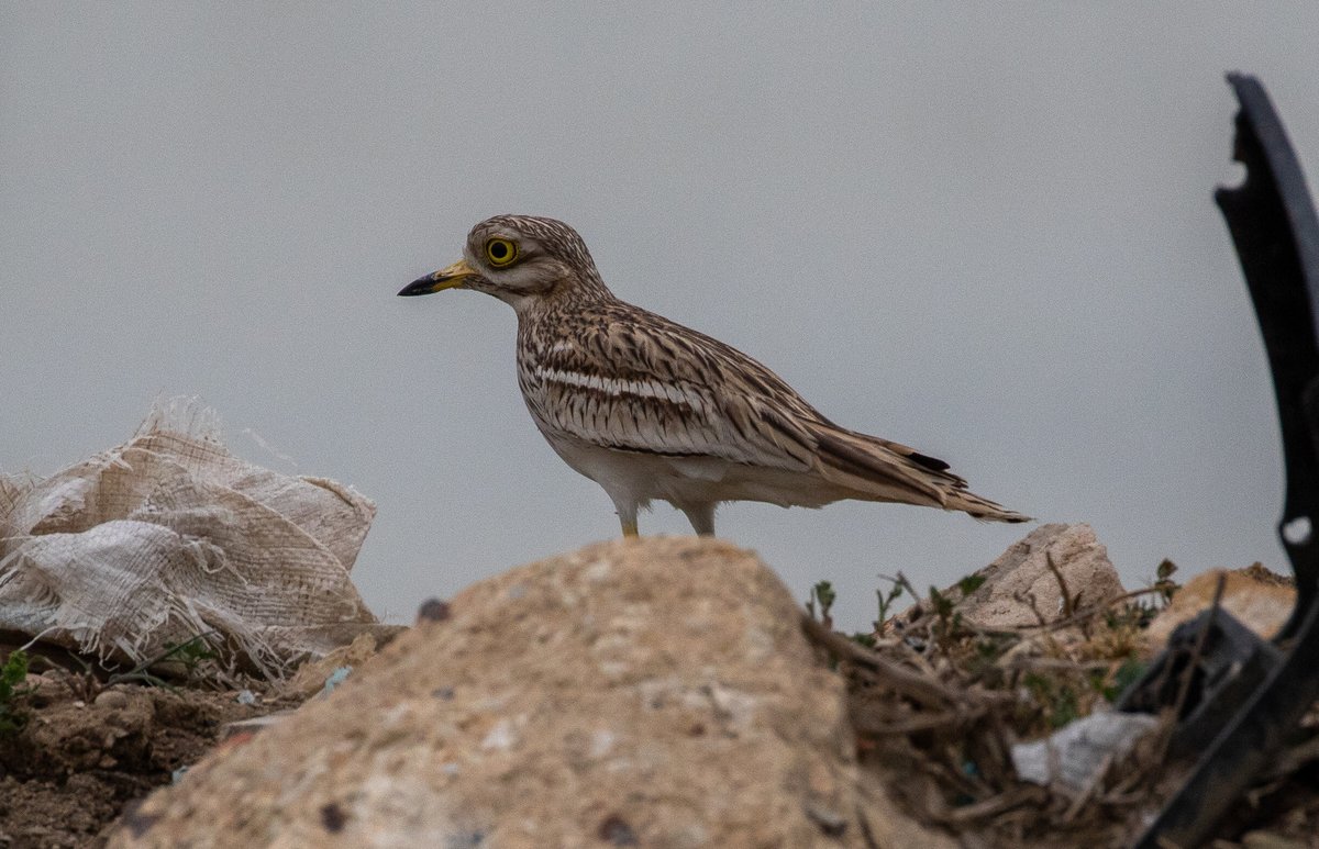 石鸻 (Burhinus oedicnemus)