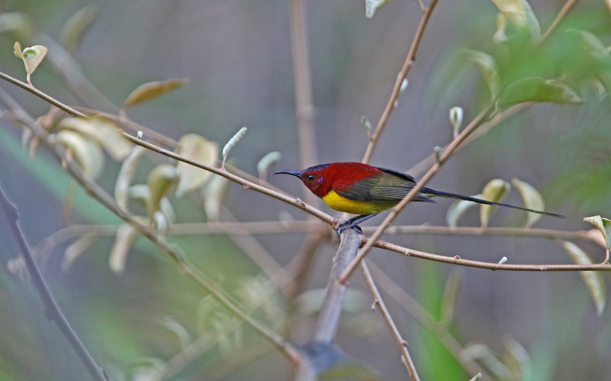 Mrs. Gould's Sunbird (Aethopyga gouldiae)
