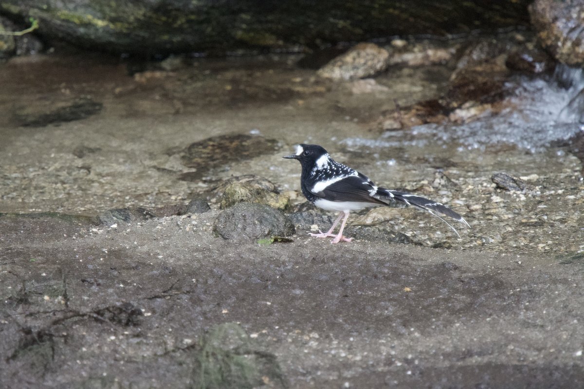 斑背燕尾 (Enicurus maculatus)